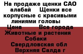 На продаже щенки САО (алабай ). Щенки все корпусные с красивыми линиями головы . › Цена ­ 30 - Все города Животные и растения » Собаки   . Свердловская обл.,Верхняя Салда г.